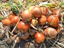 PLUTONUS F1 SOĞAN TOHUMU