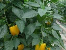 FIESTA F BİBER TOHUMU