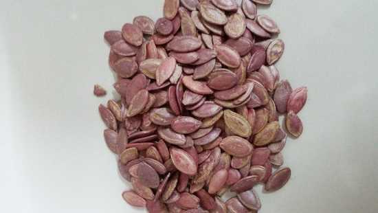 Çerçeveli kabak çekirdeği tohumu 