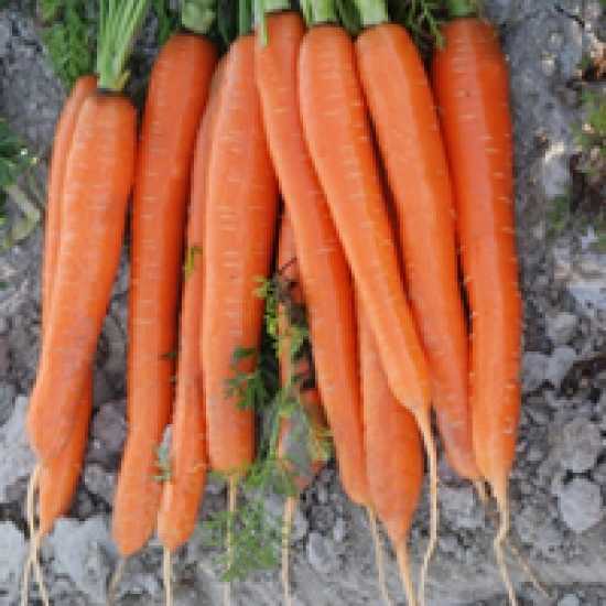 carrazzo f1 havuç tohumu