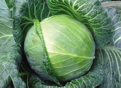 EXCALIBUR  F1 LAHANA TOHUMU