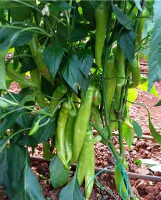 kral f1 biber tohumu