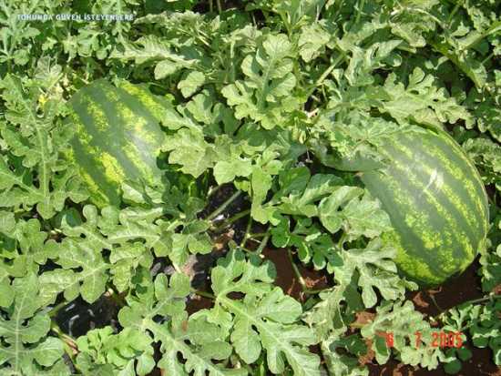 crimson sweet karpuz tohumu