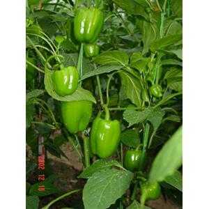 naomı biber dolma tohumu