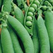 televısıon f1 bezelye tohumu