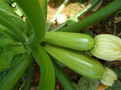 GÖKSU F1 KABAK TOHUMU