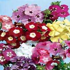 ALEV ÇİÇEĞİ  TOHUMU