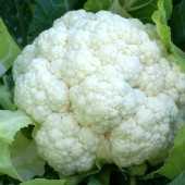 shakaris f1 karnabahar tohumu