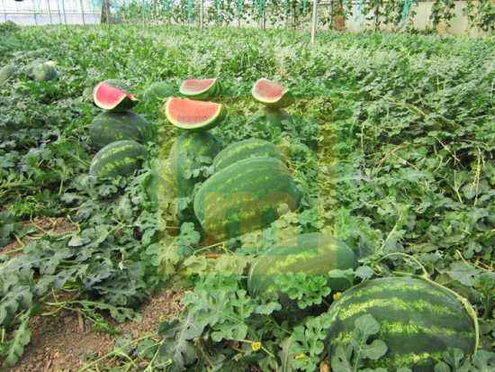 dizayn f1 karpuz tohumu