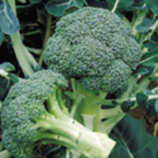 heritage f1 brokoli tohumu