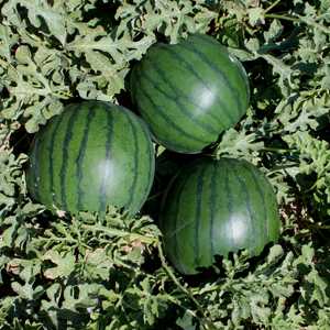 DOLUNAY F1 KARPUZ TOHUMU