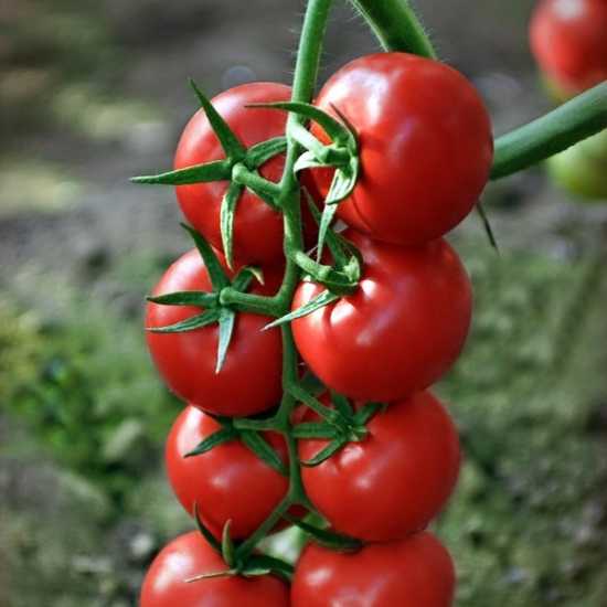 retinto f1 domates tohumu