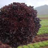 bachuss f1 marul tohumu