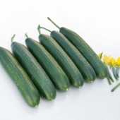 çılgın f1 salatalık tohumu