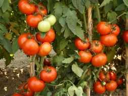 EFTELYA F1 DOMATES TOHUMU