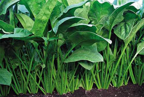 REBOUND F1 ISPANAK TOHUMU 