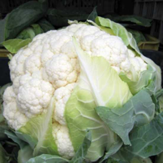 AGENDA  F1 KARNABAHAR TOHUMU