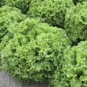 garone f1 marul tohumu