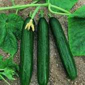 murat f1 salatalık tohumu