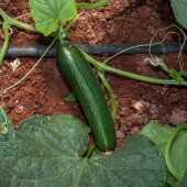 alator f1 salatalık tohumu