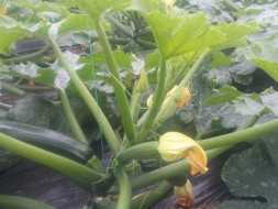 KUZGUN F1 KABAK TOHUMU