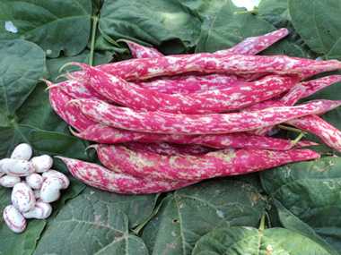 ılene barbunya tohumu