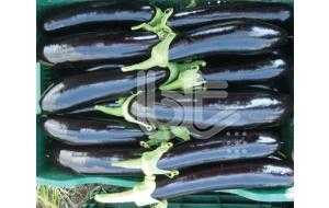 KEBABİ F1 PATLICAN TOHUMU