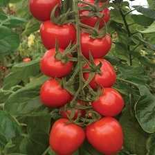 vitamin f1 domates tohumu