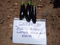 DOBAR F1 PATLICAN TOHUMU