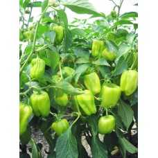 justın dolma biber tohumu