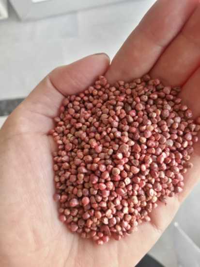 MATADOR  ISPANAK TOHUMU( 1 kg )