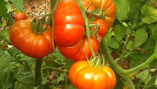 SERAKÖY F1 DOMATES TOHUMU