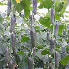 titanik f1 hıyar tohumu