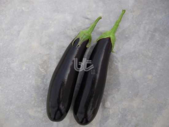 KARAMAN F1 PATLICAN TOHUMU 