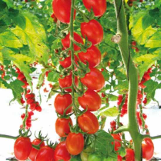 çikito f1 domates tohumu