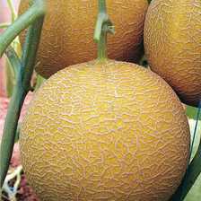 gediz f1 kavun tohumu