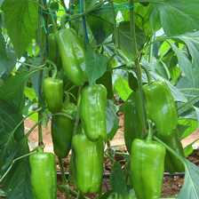 istek f1 biber tohumu