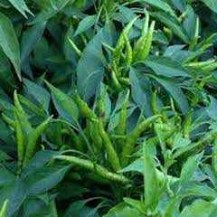 1116 BİBER -YUKARIBAKAN CİN- 1PAKET