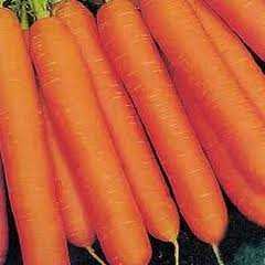 HAVUÇ SCARLET TOHUMU