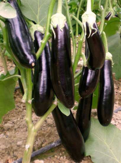 çelebi f1 patlıcan tohumu