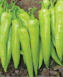 biber yalova çarliston.jpg