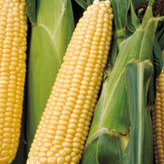 signet f1 mısır tohumu