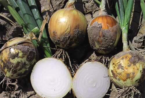 derby f1 soğan tohumu