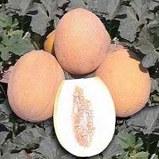 lokum f1 kavun tohumu