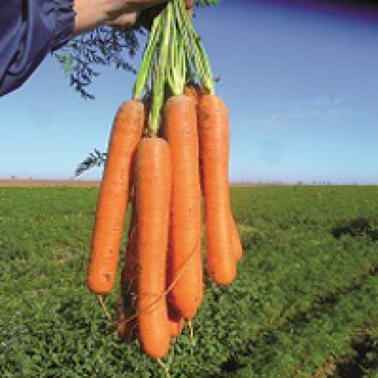 carvora f1 havuç tohumu