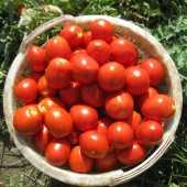 FRISCO F1 DOMATES TOHUMU