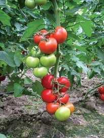 BALİ F1 DOMATES TOHUMU