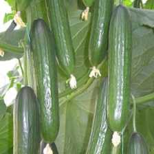 zirve f1 salatalık tohumu