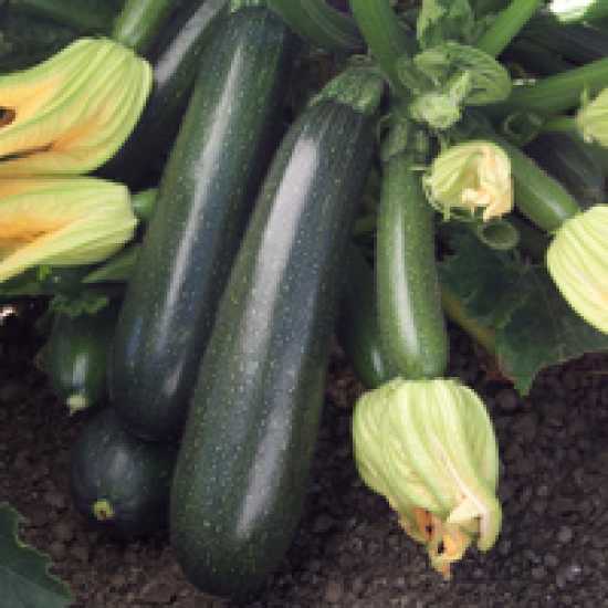 Radiant kabak tohumu