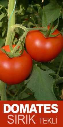 LAMİA F1 DOMATES TOHUMU